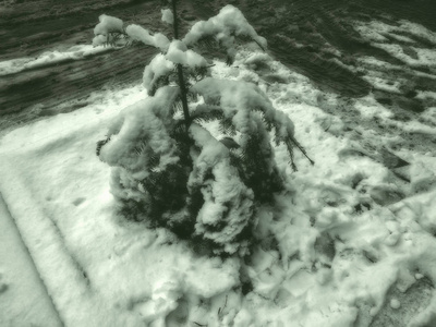 城市街道上雪中的小云杉。 冬天的中午。下雪的街道。 山地滑雪胜地巴库里亚尼。