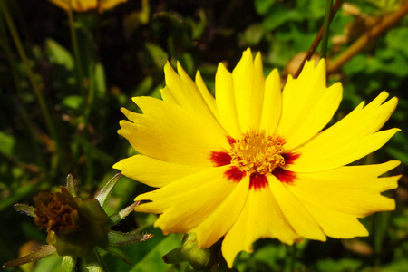 大丽花黄色的花。黄色大丽花在花的边界。大丽花黄星