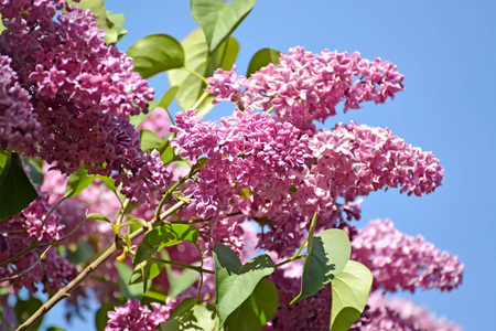 丁香花丁香花在天空的背景下