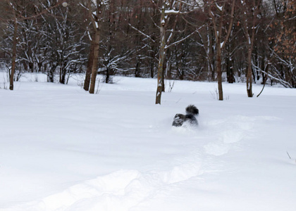 毛茸茸的棕色灰色野兽很快穿过森林里的白雪