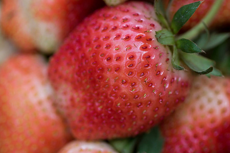 红色草莓有酸甜的味道，草莓是一种重要的商业水果。 世界各地有各种各样的天气条件。