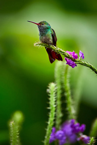 鲁弗斯尾蜂鸟AmaziliaTzacat l摆在树枝上。 哥斯达黎加的野生动物场景。