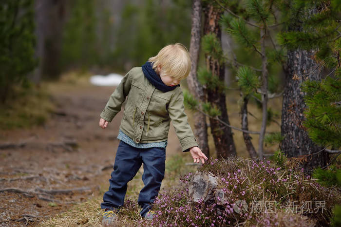 可爱的小男孩在春天的瑞士国家公园里检查一棵石楠灌木.