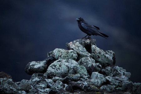 普通乌鸦Corvus Corax坐在雪地里的岩石上。 保加利亚罗皮的戏剧性照片