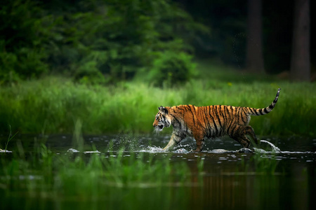 阿穆尔蒂格在河里。 行动野生动物场景与危险动物。 西伯利亚虎
