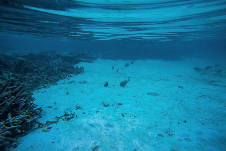 浮潜时美丽的水下景色。 马尔代夫印度洋。 美丽的自然背景。