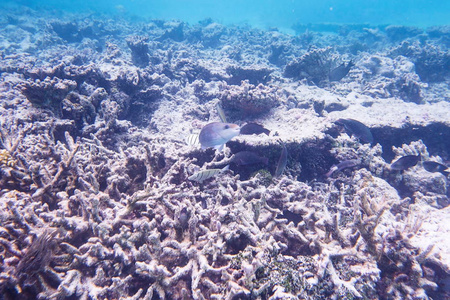 美丽的水下世界与死亡的珊瑚礁。 蓝色的水和白色的沙底。 浮潜。 印度洋马尔代夫。