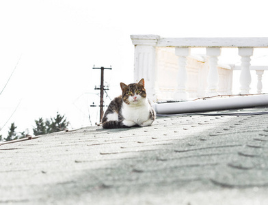 猫坐在屋顶上