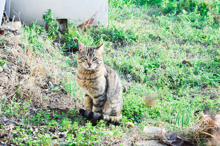 猫坐在草地上