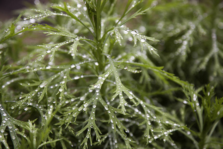 雨滴在植物叶子上的自然和冬天