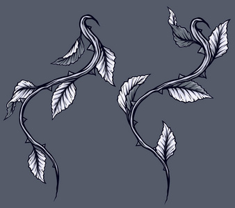 植物与荆棘图片