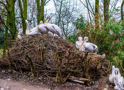 一个达尔马提亚的鸟窝，的家庭肖像，一大群鸟在他们的巢穴附近，来自欧洲的受威胁的动物。