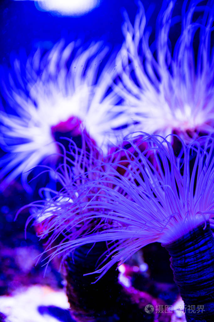 放线菌海葵在海水中以紫色蓝色和粉红色的鲜艳颜色照明。 水生水下海洋动物植物。 海洋生命的垂直形象。