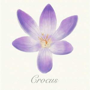 在水彩纸背景上分离的紫红花，其名称