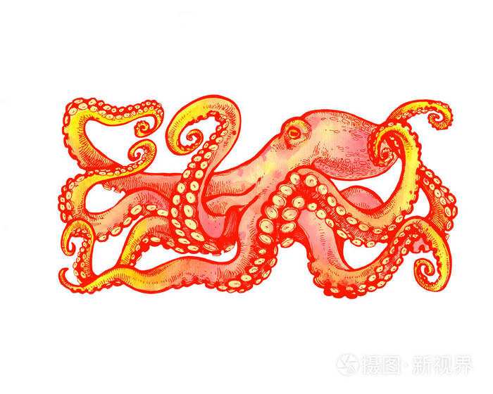 有触须的橙色章鱼手绘插图