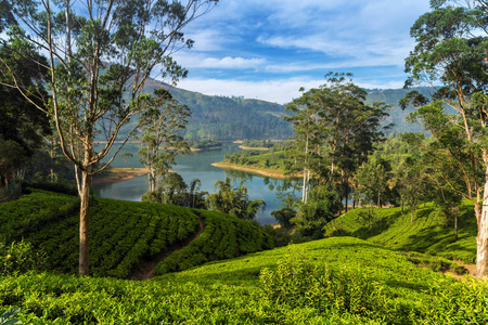 斯里兰卡绿茶叶背景山地茶树种植园