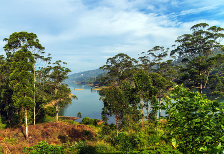 绿叶自然森林景观背景，斯里兰卡的山湖