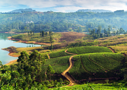 斯里兰卡绿茶叶背景山茶树人工林湖泊