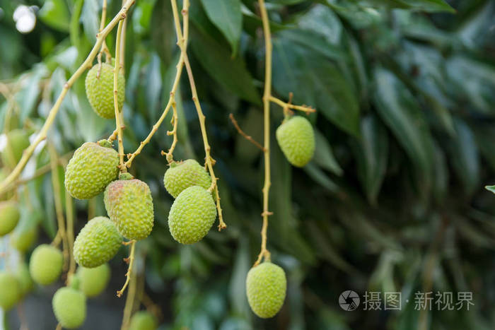 未成熟的绿色荔枝挂在荔枝树上 新鲜的绿色荔枝果实长在树上照片 正版商用图片18e4t9 摄图新视界