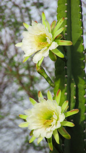 传统的巴西仙人掌曼达卡鲁卡廷加生物群落常见仙人掌的美丽花朵，作为人类和动物的食物和装饰品
