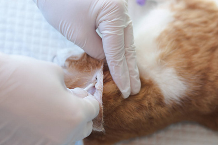 兽医为有耳螨的猫清洗耳朵