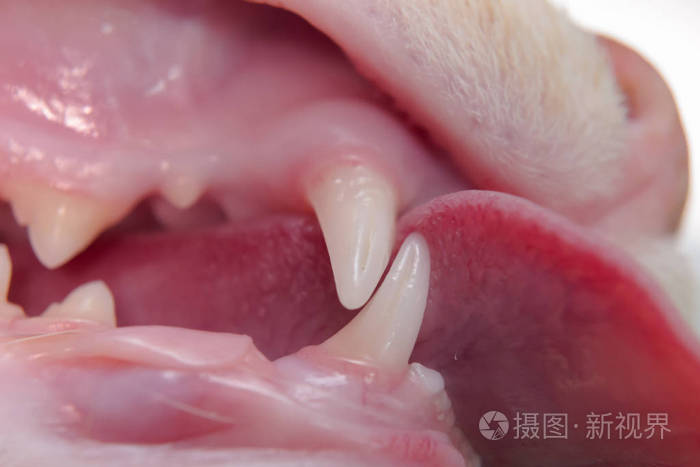 猫牙列 犬牙和门牙照片 正版商用图片18e5ft 摄图新视界