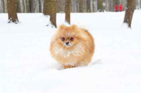 PuppyPomeranianSpitz在公园的冬季散步。如何保护你的宠物免受体温过低。