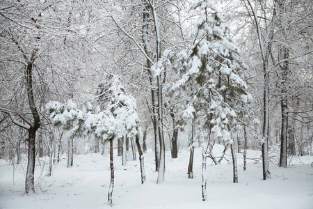 冬天的雪树