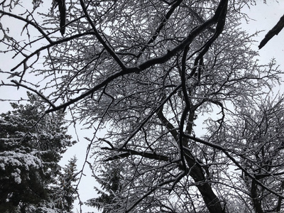 雪覆盖了雪中的树木。山区滑雪胜地 bakuriani 的冬季中午