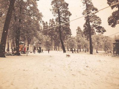 降雪。孩子们在雪地里散步。雪中的树。巴库里亚尼山区滑雪胜地