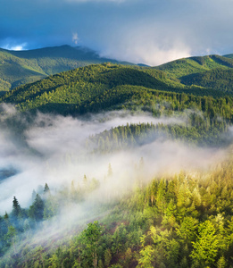 雾中森林的鸟瞰。 夏季美丽的自然空中景观。 森林和山脉。从无人机俯瞰。 山区形象