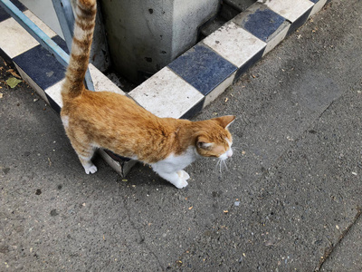 美丽的红猫与白色斑点在城市街道上。特写镜头