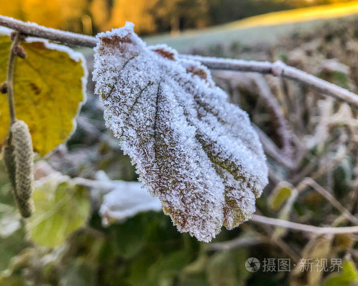 冬天树叶上树叶上的霜