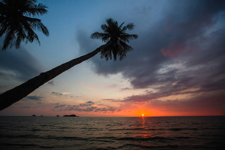 日落时热带海滩上的棕榈树。