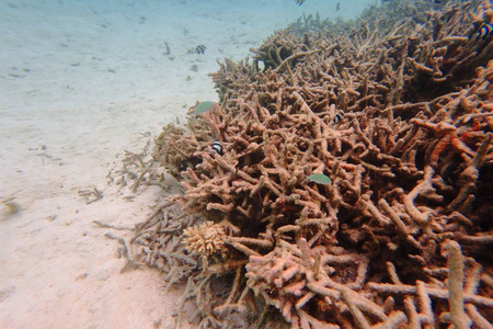 水下观赏死珊瑚礁和美丽的鱼类。 浮潜。 马尔代夫印度洋。
