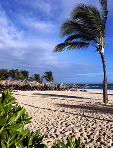 高薄的椰子树在风下从沙滩上弯腰。海滩, 平房, 天空, 云