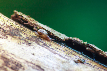 小蜗牛在树上爬行。 宏观射击