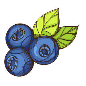 蓝莓. 矢量插图在素描风格隔离在白色背景上的包装设计标签和更多.