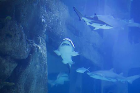 蓝色海水中巨大的热带鲨鱼。
