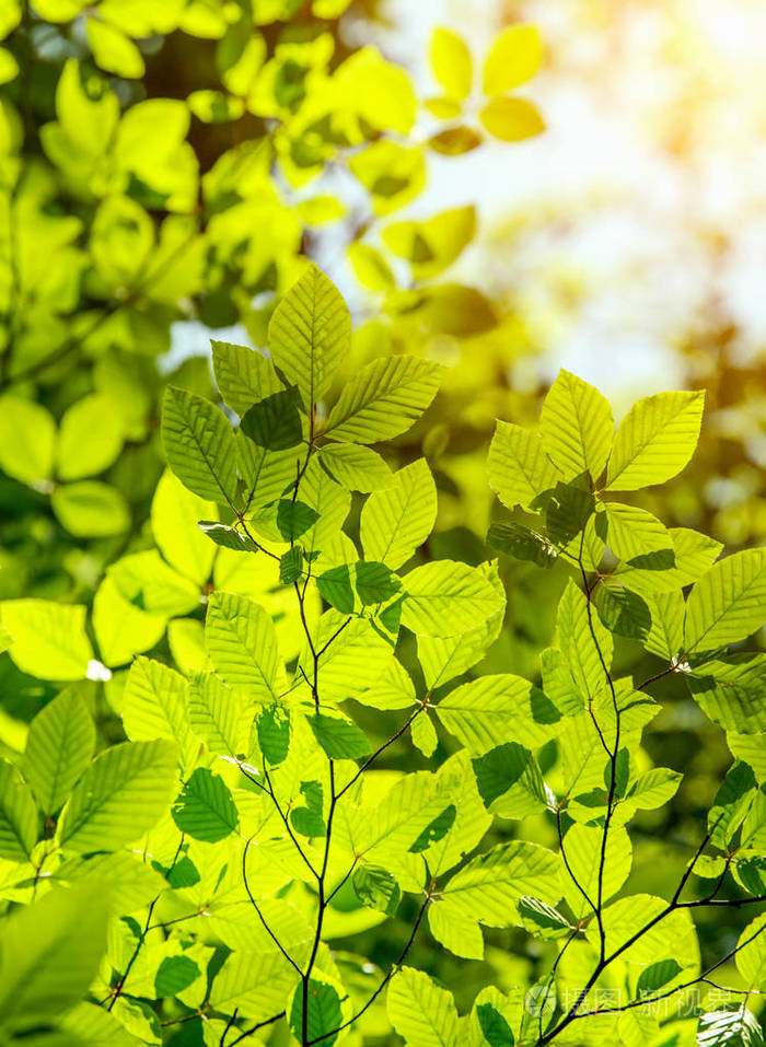 森林自然背景中阳光明媚的一天绿树葱茏绿树成荫