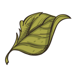 绿叶在手绘素描风格。 装饰植物元素的贺卡邀请和更多。 在白色背景上隔离的矢量插图。