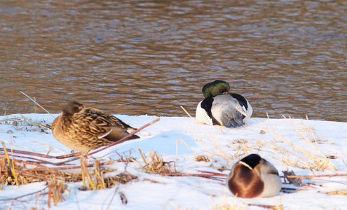 普通的梅甘瑟和野鸭冬天在河岸上休息