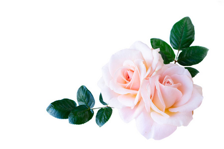 白底粉红玫瑰图片