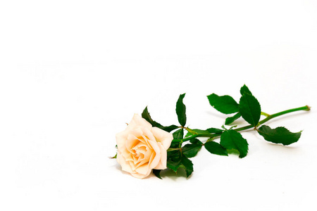 一朵美丽的白色玫瑰，上面有雨滴