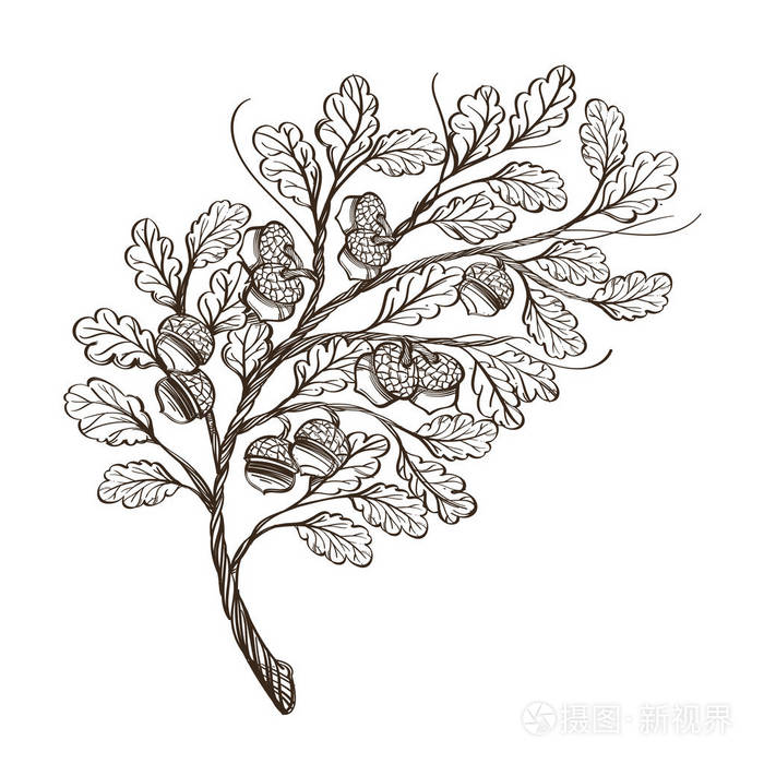 插画 橡树枝和橡子. 轮廓矢量插图隔离在白色背景上.eps