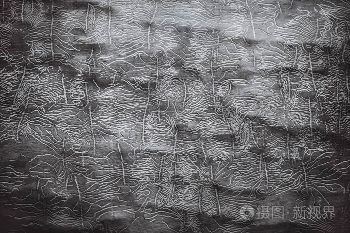 黑白背景一棵没有树皮的老树干被木虫啃穿木制背景带有文本复制空间