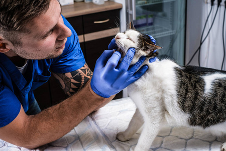 兽医检查猫的牙齿和嘴巴在兽医诊所