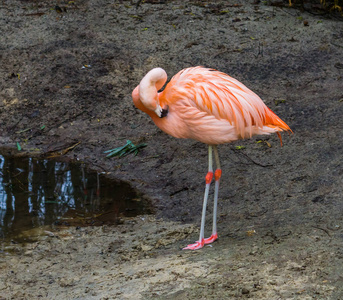 粉红智利火烈鸟站在水边，在受到威胁的来自美国的热带鸟类附近清理羽毛