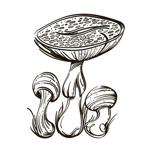 飞琼脂有毒森林蘑菇。 在白色背景上隔离的矢量插图。