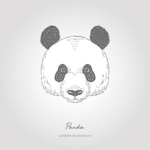 对称的脸一只大熊猫脸的黑白向量素描.对称动物肖像照片
